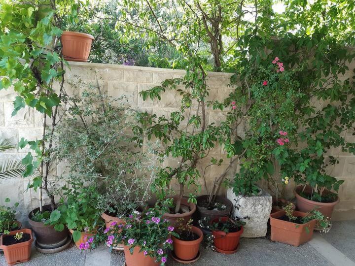 Apartment Biljana Bol Bagian luar foto